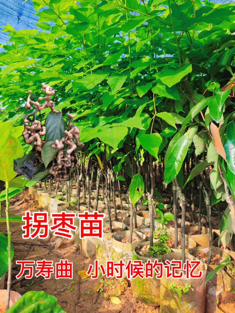 拐枣果树苗拐枣果活苗万寿果苗鸡爪子连盆栽地栽金钩梨苗耐寒