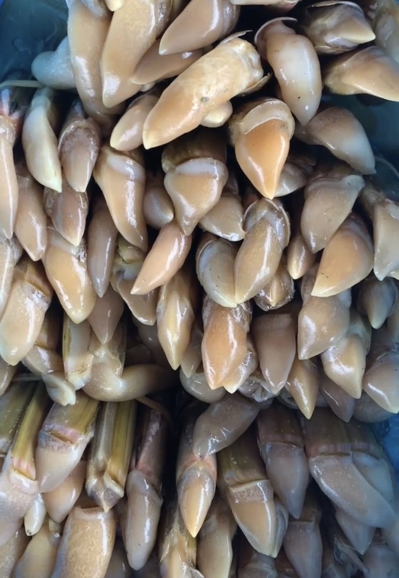 江苏连云港刀把蛏蛏子海蛏子批发