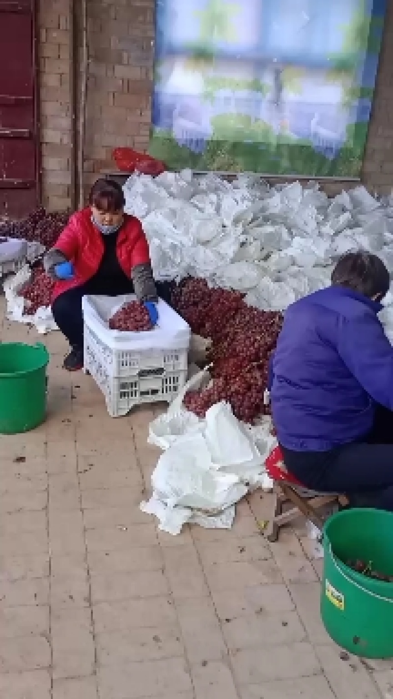 【推荐】精品红提葡萄大量上市颗粒大品质好，欢迎客户联系