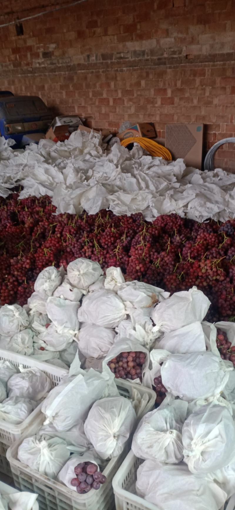 【推荐】精品红提葡萄大量上市颗粒大品质好，欢迎客户联系