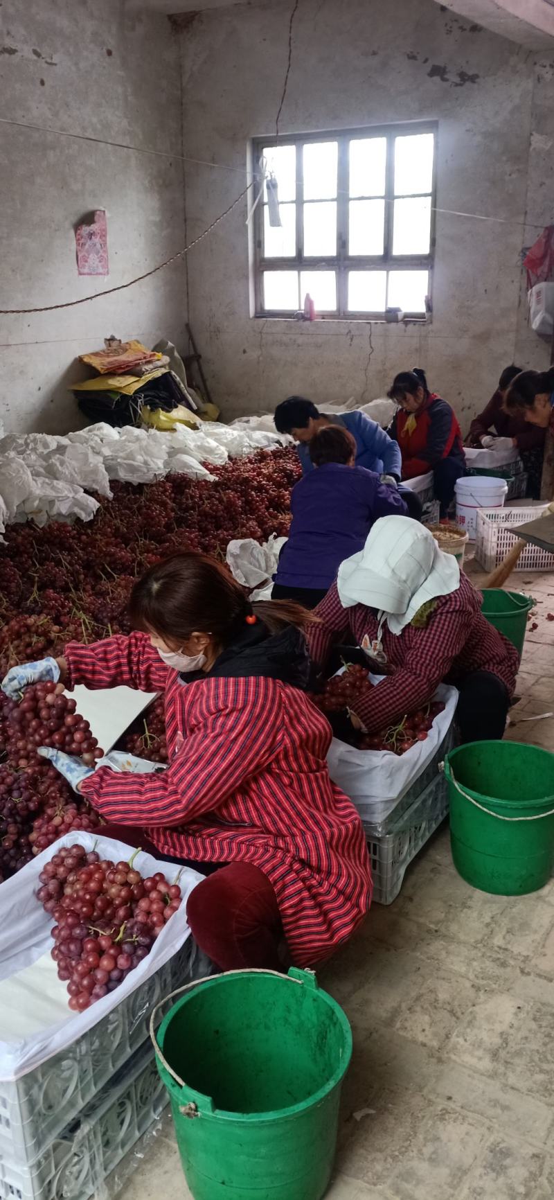 【推荐】精品红提葡萄大量上市颗粒大品质好，欢迎客户联系