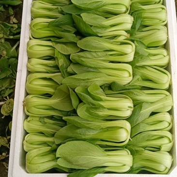 油菜