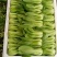 油菜