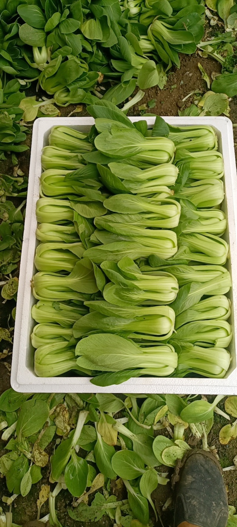 油菜