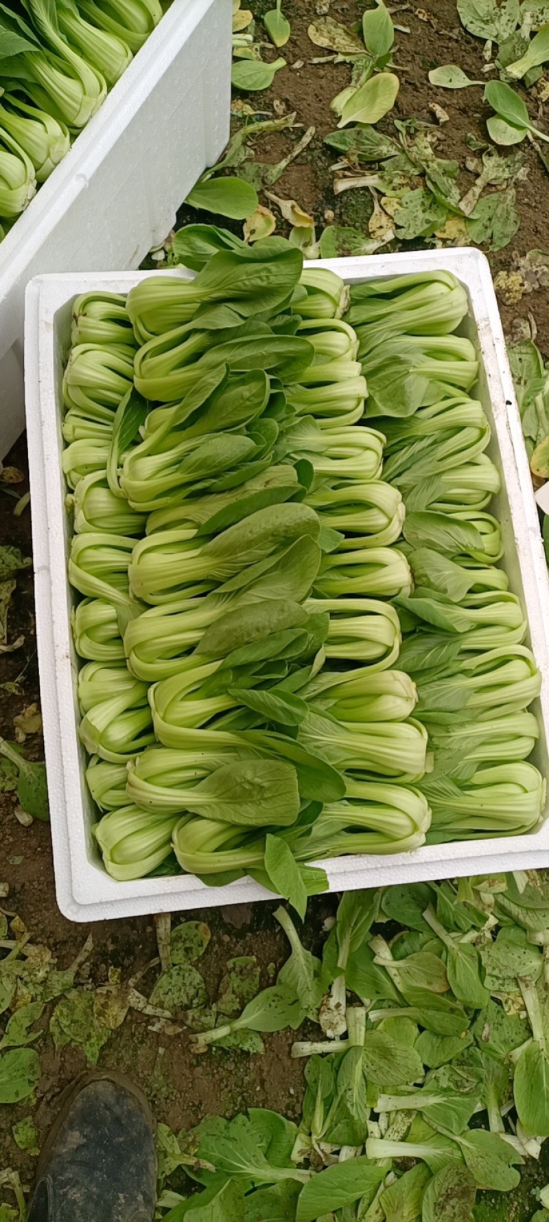 油菜