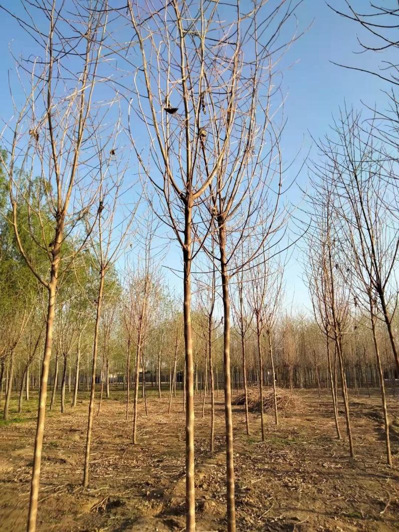 构树2/3/4/5/6公分规格齐全免费技术指导自家苗圃