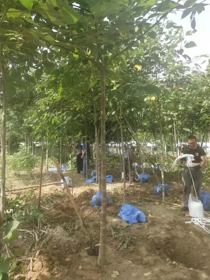 构树2/3/4/5/6公分规格齐全免费技术指导自家苗圃