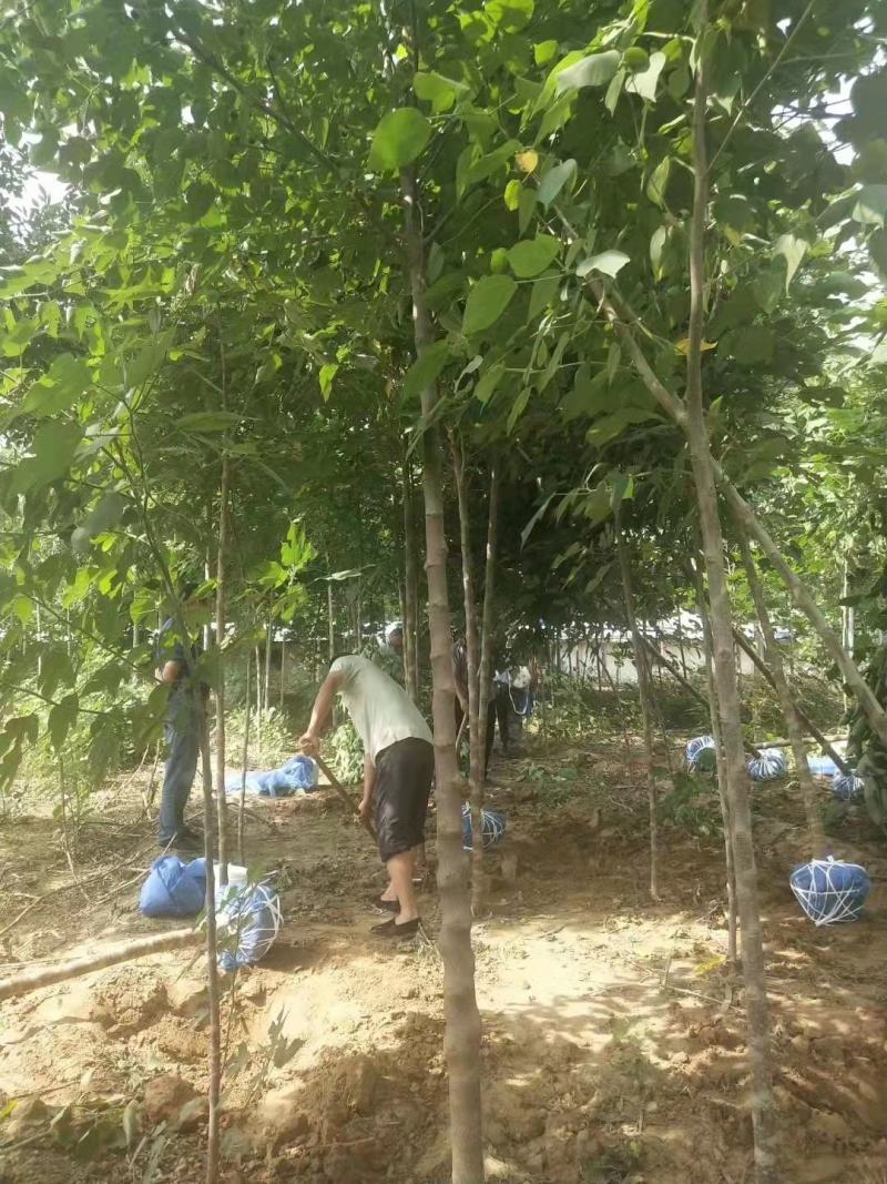 构树2/3/4/5/6公分规格齐全免费技术指导自家苗圃