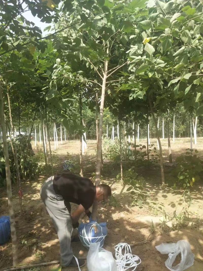 构树2/3/4/5/6公分规格齐全免费技术指导自家苗圃