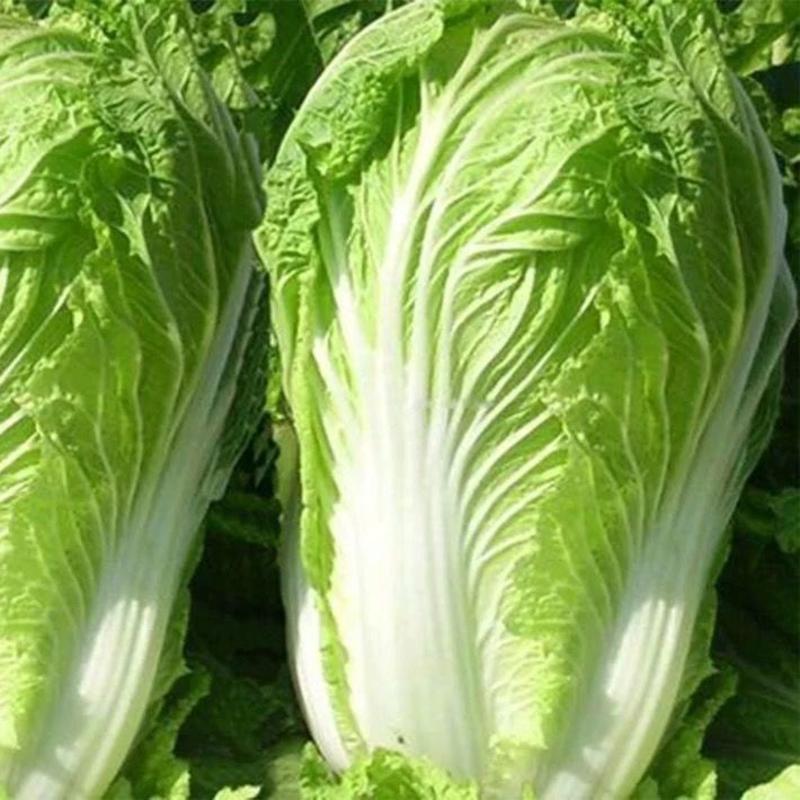 白菜种子丰抗138大白菜种子耐热耐寒耐抽苔大白菜种子