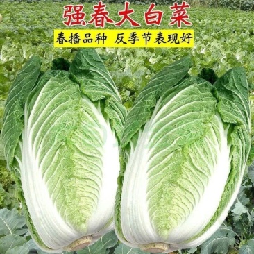 白菜种子丰抗138大白菜种子耐热耐寒耐抽苔大白菜种子