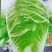 白菜种子丰抗138大白菜种子耐热耐寒耐抽苔大白菜种子
