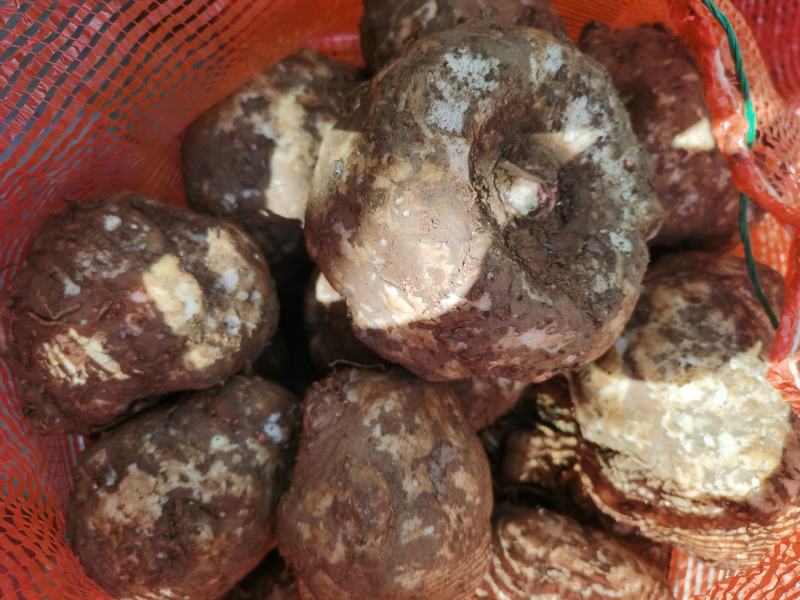花魔芋豆腐魔芋500克到1500克无破损的，供应全国
