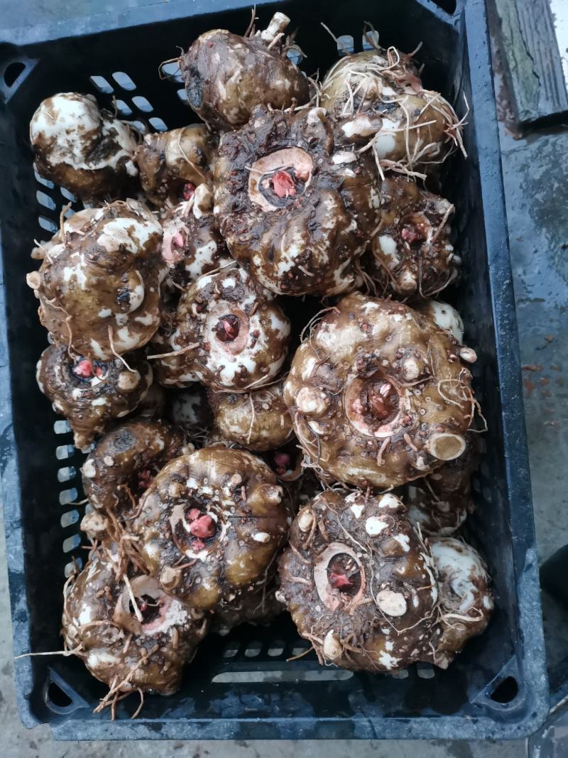 花魔芋豆腐魔芋500克到1500克无破损的，供应全国
