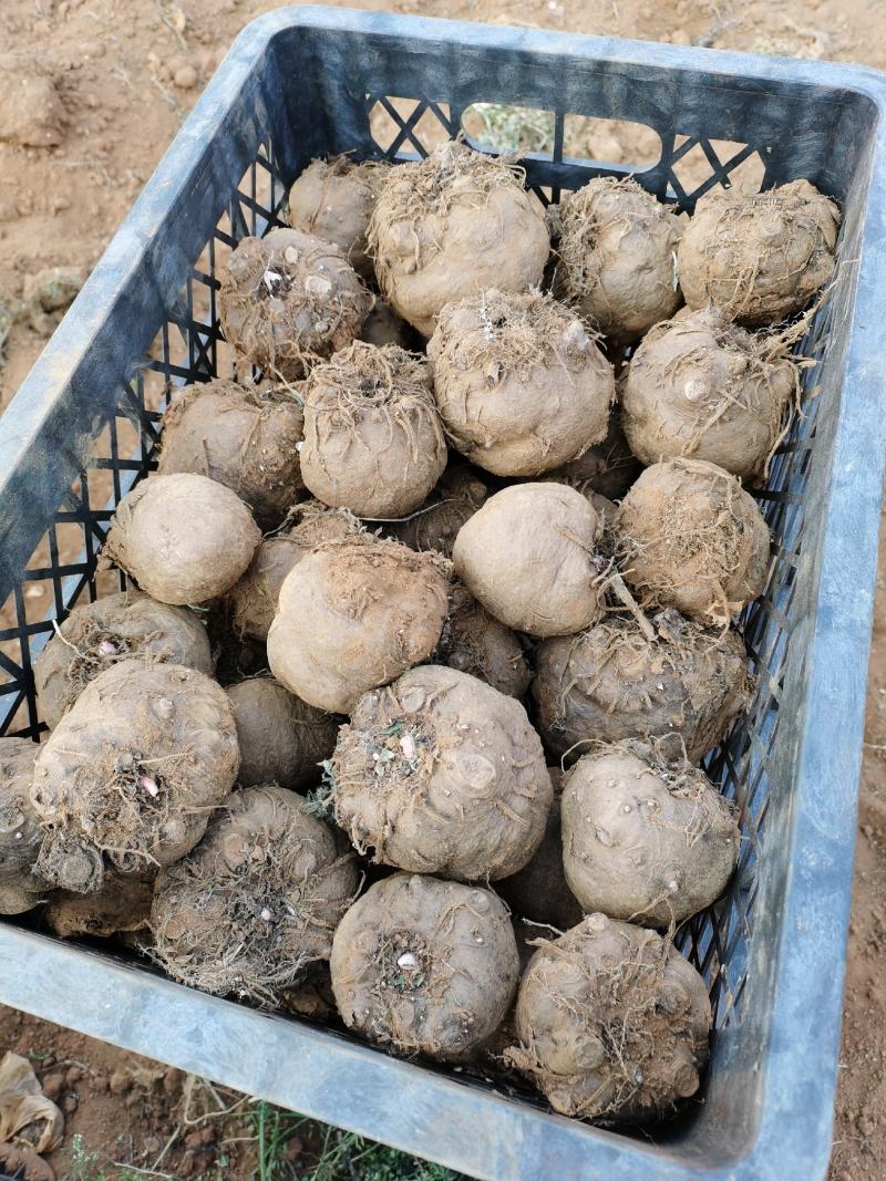 花魔芋豆腐魔芋500克到1500克无破损的，供应全国