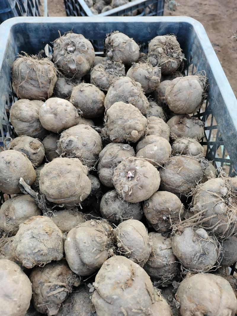 花魔芋豆腐魔芋500克到1500克无破损的，供应全国