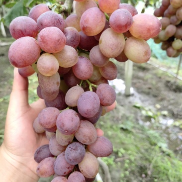 红宝石葡萄——自己果园现摘现卖，味甜，颜色纯正，价格美丽