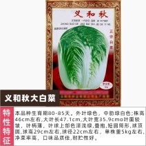 包邮义和秋山东大白菜种子中熟秋季种植口味佳耐贮存商品性佳