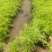 佛甲草（黄金条）山东基地直销，有绿叶佛甲草，黄叶佛甲草