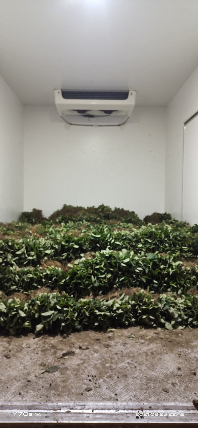 草莓苗，青旗红颜，隋珠，越秀，红玉，妙香七号，宁玉。