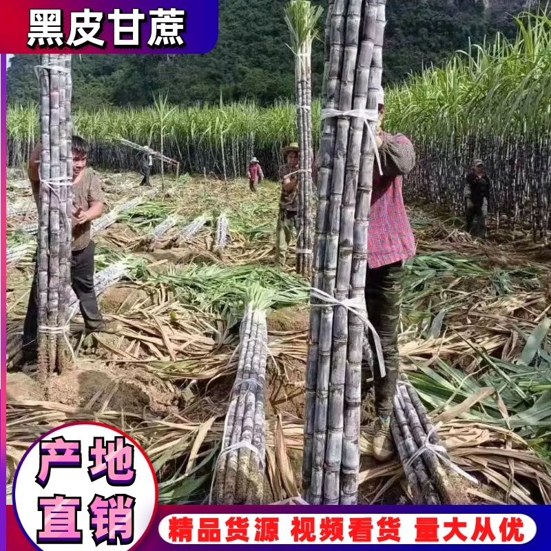 黑皮甘蔗广西果蔗黑亮粗壮节长脆甜代发全国