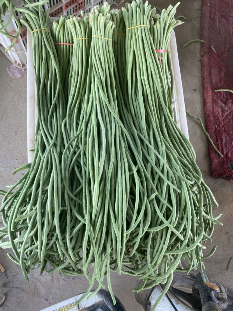 【精品】豇豆长豆角产地直供大量供应商超市场电商