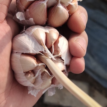 精品大蒜，紫皮大蒜，质优价廉，诚信经营，保证质量
