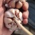 精品大蒜，紫皮大蒜，质优价廉，诚信经营，保证质量