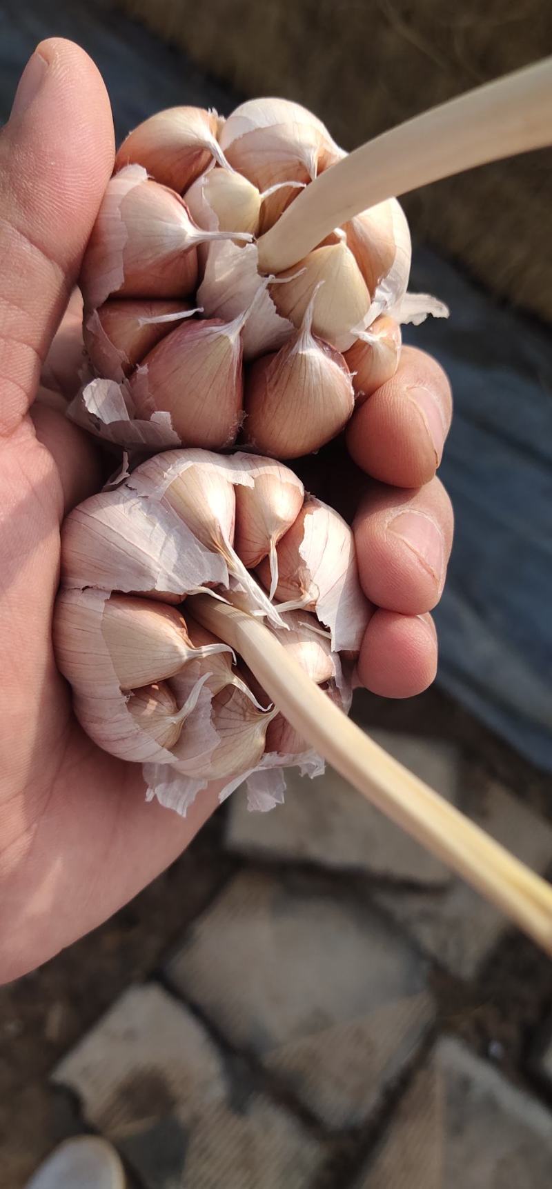 精品大蒜，紫皮大蒜，质优价廉，诚信经营，保证质量