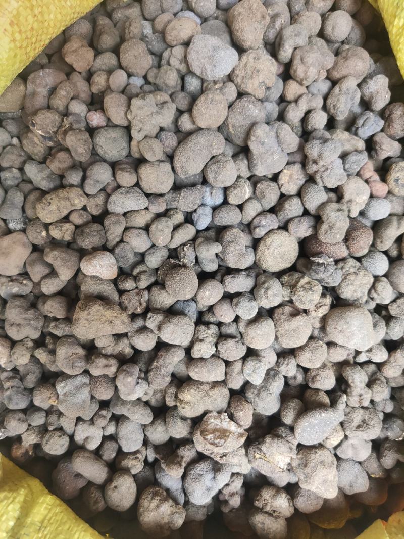 雷丸