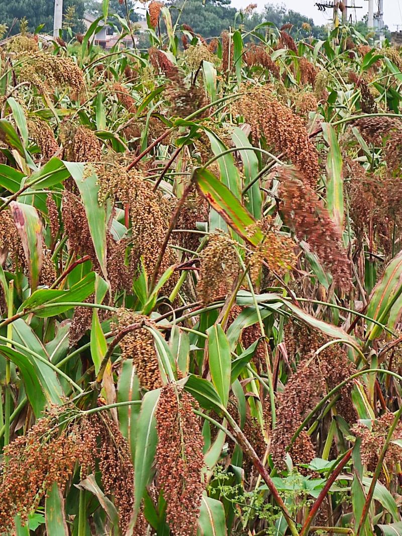 红樱子高粱，面积集中，2000亩地，机械化种植管理。农家