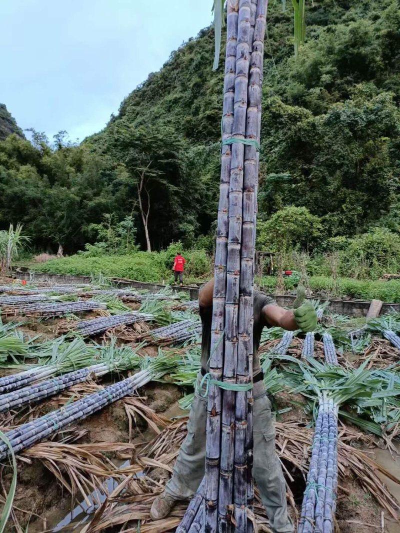 【产地批发】优质黑皮甘蔗，货源充足对接一手货源