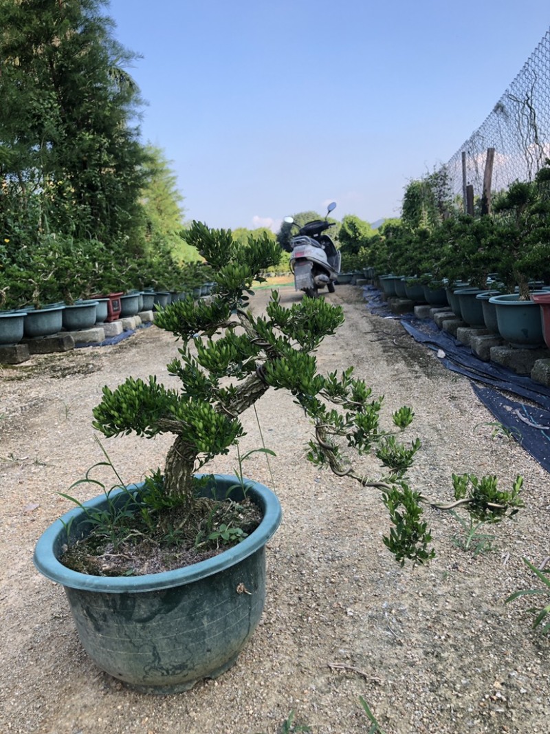 雀舌黄杨盆景直径4厘米广东基地发货黄杨造型