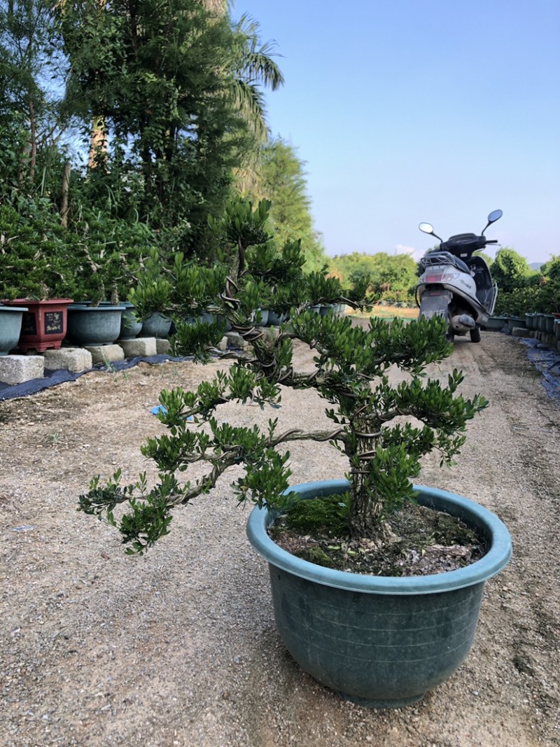雀舌黄杨盆景直径4厘米广东基地发货黄杨造型