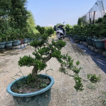 雀舌黄杨树黄杨盆景雀舌黄杨广东基地直发室内盆景🪴