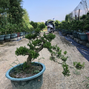 雀舌黄杨树黄杨盆景雀舌黄杨广东基地直发室内盆景🪴