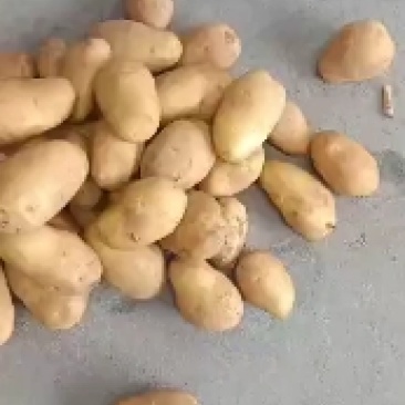 大家好精品荷兰土豆大量出库有需要的老板欢迎在一宙田上和我
