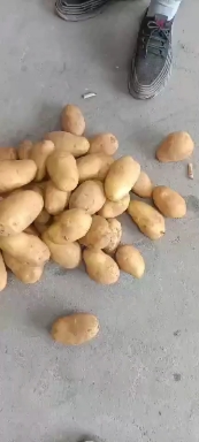 大家好精品荷兰土豆大量出库有需要的老板欢迎在一宙田上和我