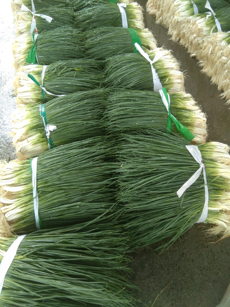 葱花，四季葱，白头葱，大量上市，需要的老板请联系