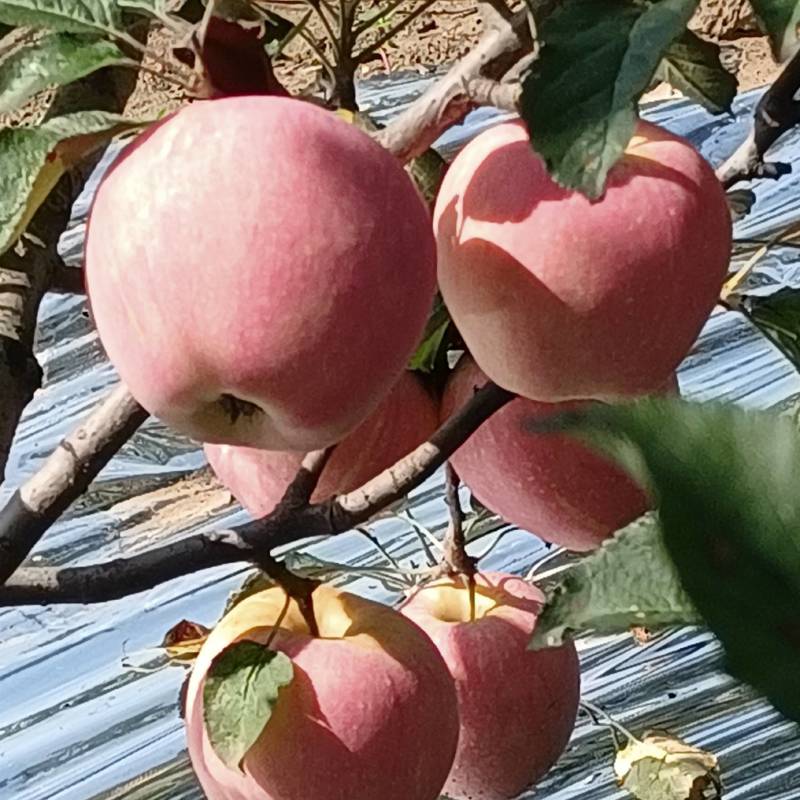 纸袋中秋王苹果，红星苹果，大量上市