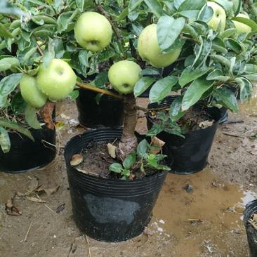 苹果盆栽地栽南北方种植果树苗