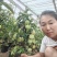 苹果盆栽地栽南北方种植果树苗