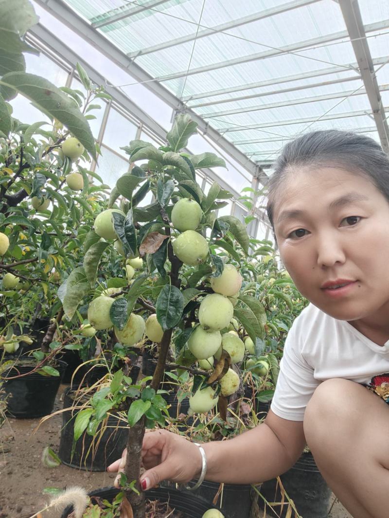 苹果盆栽地栽南北方种植果树苗