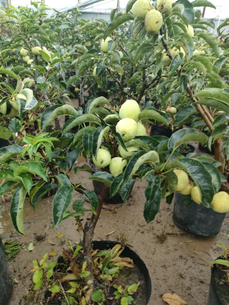 苹果盆栽地栽南北方种植果树苗