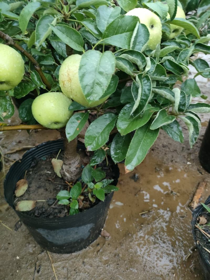 苹果盆栽地栽南北方种植果树苗