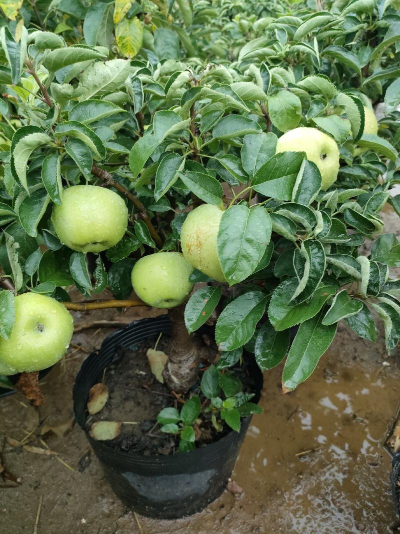 苹果盆栽地栽南北方种植果树苗