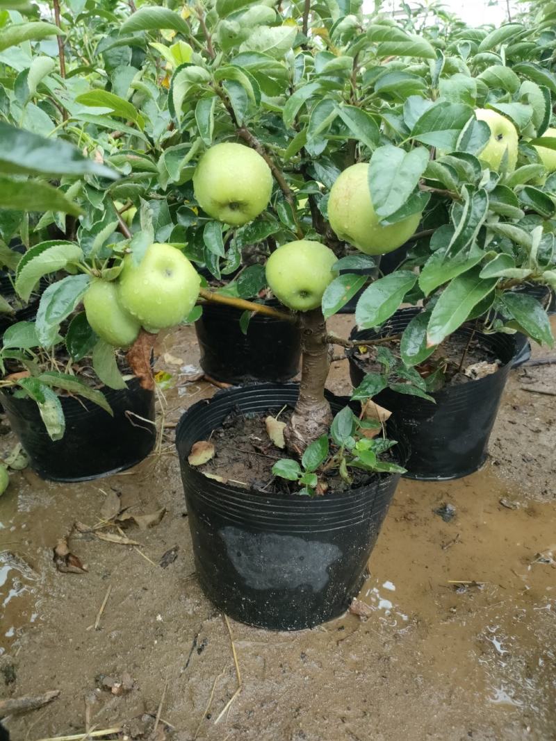 苹果盆栽地栽南北方种植果树苗