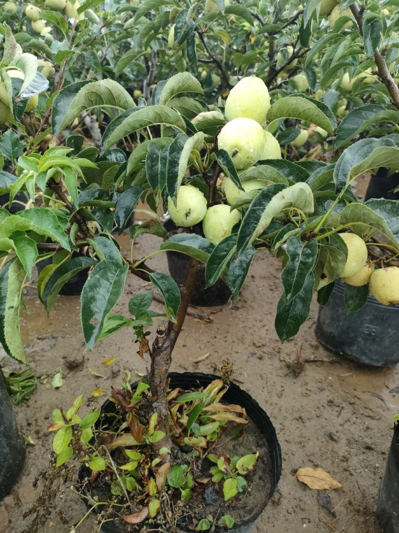 苹果盆栽地栽南北方种植果树苗