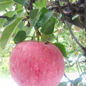 纸袋中秋王苹果，红星苹果，大量上市