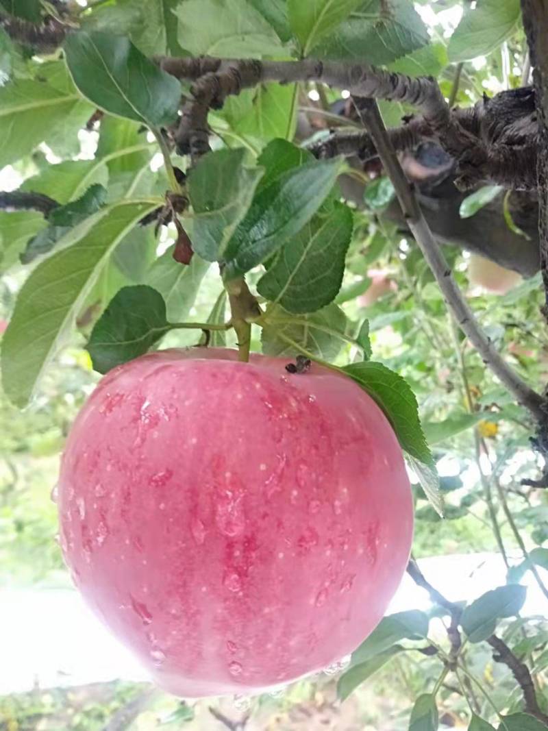 纸袋中秋王苹果，红星苹果，大量上市